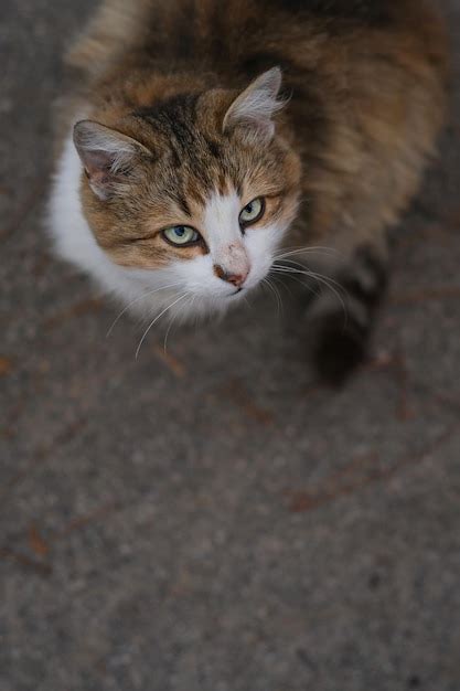 Um Gato Uma Mancha Branca No Nariz Foto Premium