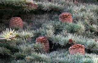 Шишки кедра ливанского фото – описание шишек. Как выглядит кедр из ...