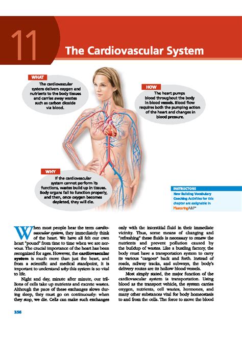 Chapter 11: The Cardiovascular System - Anaphy Notes - Studocu