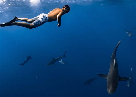 Facts about Sharks in 2023 – Parenting Dad