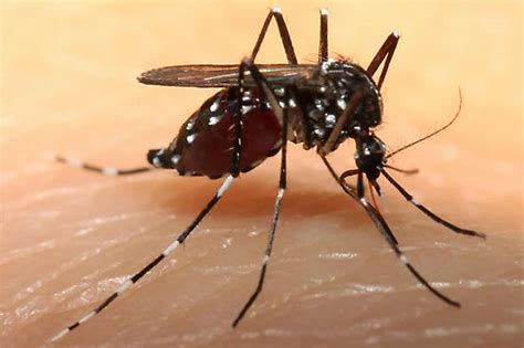Chikungunya Virus Infection Symptoms Diagnosis And Chikungunya Treatment