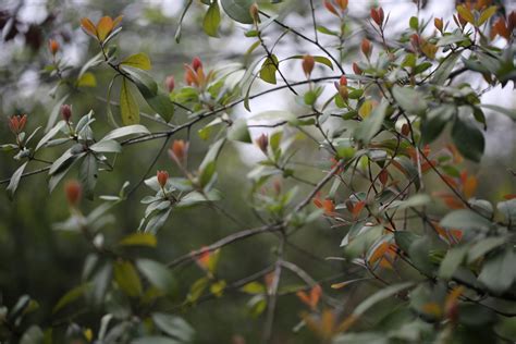Free fotobanka : strom, Příroda, Venkovní, větev, květ, list, jaro ...