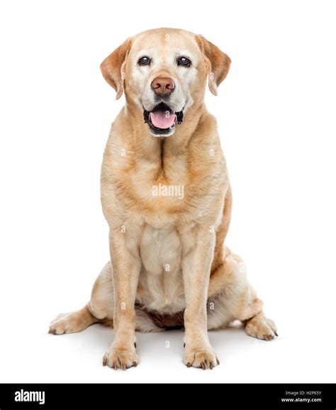 Old Labrador Retriever 11 Years Old Sitting And Looking At Camera