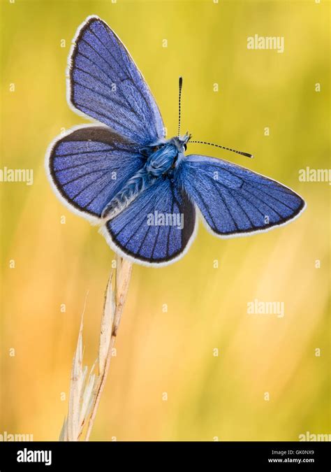 Blue Macro Close Up Stock Photo Alamy