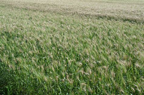 Lavoura De Trigo Brusone Portal Embrapa