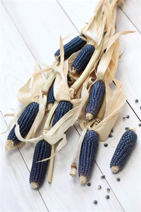 Blue Corn Stock Image Image Of Mexico Background Mexican 48593971