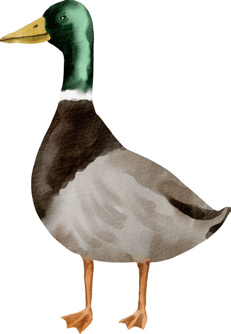Watercolor Duck Clip Art 16548174 Png