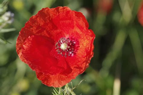 Poppy Flower Red The Interior Of Free Photo On Pixabay