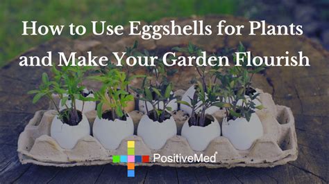 How To Use Eggshells For Plants And Make Your Garden Flourish