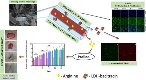 In Vitro And In Vivo Evaluation Of Poly 3 Hydroxybutyric Acid Sodium