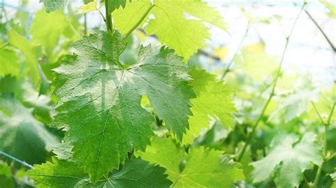 Бесплатные обои, растения, свет фон картинки, сиреневое луковичное ...