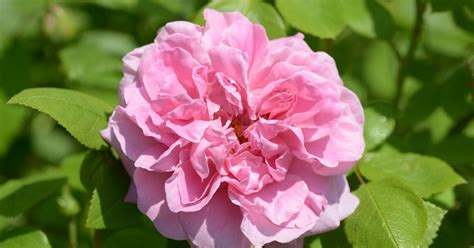 Mary Rose ® | Rose, rosa, 120 x 90 cm (David Austin, 1983) | Rosa 'Mary ...