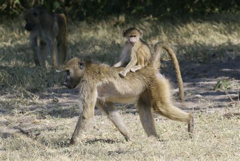 Chacma Baboon Mother Carrying Her Baby Moremi Game Reserve Flickr