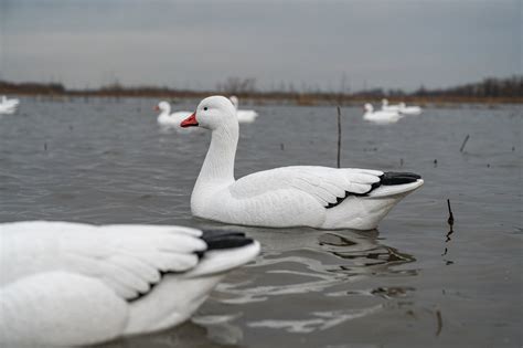 F1 Snow Goose Floaters - Snow Goose Decoy | Dive Bomb Industries