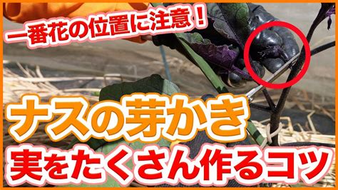 家庭菜園や農園のナス栽培は一番花の位置に注意！？沢山収穫するためのナスの芽かき方法やナスの育て方を徹底解説！【農園ライフ】 Youtube