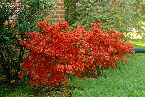 How To Transplant Azaleas