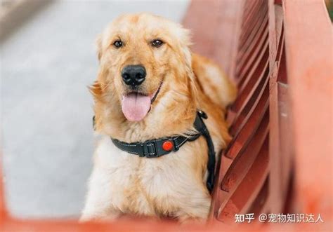 为什么养“金毛犬”的人多？养过的都懂，太好养了！ 知乎