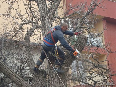 Премахване на опасни дървета затваря временно част от ул. „Никола ...