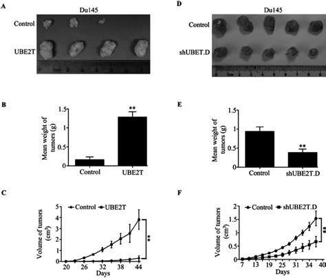 Ube2t Promotes Tumor Growth Of Prostate Cancer Cells In Vivo One Download Scientific Diagram