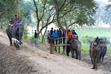 Experience Jungle Safari In Kaziranga Pobitora N D Itinerary For