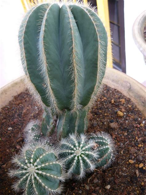 My Own Cactus And Succulent Kinds Of Ornamental Plants