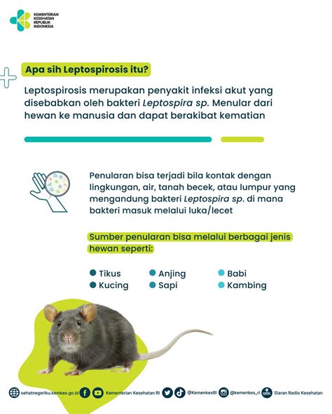 Kementerian Kesehatan Ri On Twitter Leptospirosis Ditularkan Oleh