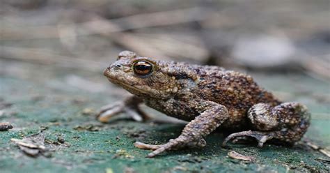 Common Toad