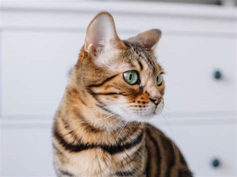 7 Purebred” Cat Breeds Likely To Suffer From Genetic Disorders · The