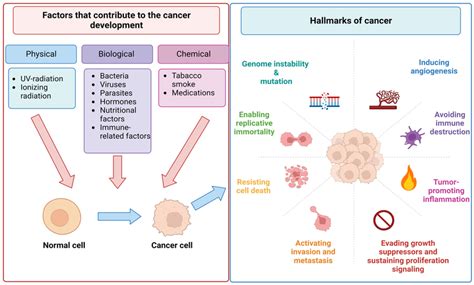 Cancer Immunotherapy Types Include The Use Of Immune Checkpoint Download Scientific Diagram