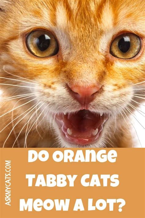 Orange Tabby Cat Fascinating Facts! Know About Tabby Cat Personality