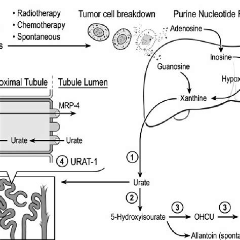 Pdf Tumor Lysis Syndrome