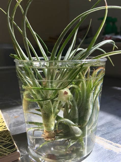 Air Plants Tillandsia Guide Our House Plants