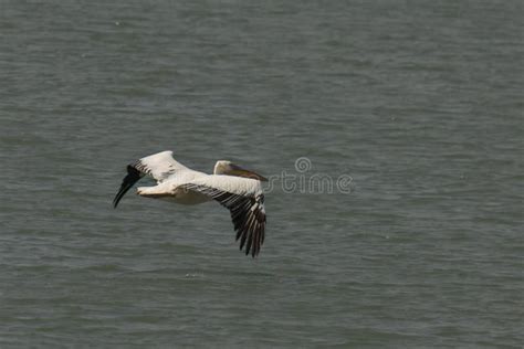 pelican  flight stock photo image  white wings