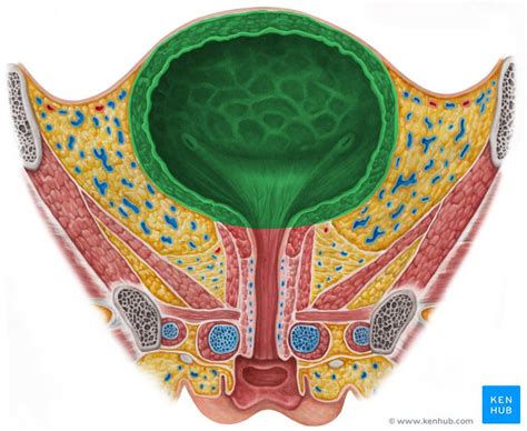 Bexiga E Uretra Anatomia Localiza O E Fun O Kenhub