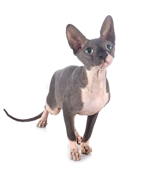 Naked Sphinx In Studio Stock Photo Image Of Background 160711862