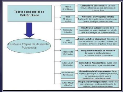 Los 8 Estadios Psicosociales De Erikson