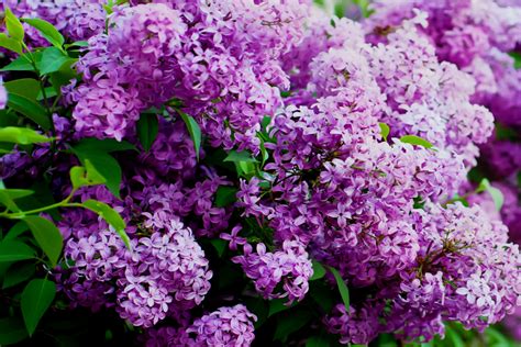 Найкраще місце для неперевершеної бузкової «love story» у Києві ...