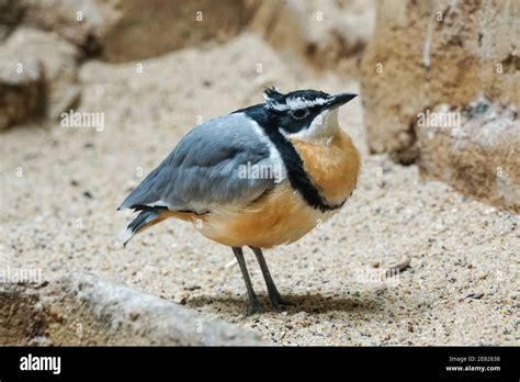 Egyptian plover crocodile bird crocodile plover hi-res stock