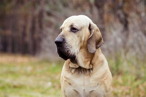 Fila Brasileiro Brazilian Mastiff Characteristics And Care
