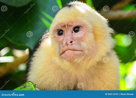 Cebus Monkey Stock Photo Image Of Moist Sanctuary Jungle 50411678