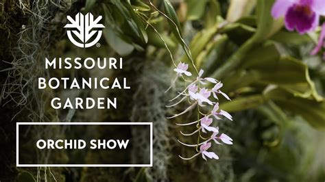 2024 Orchid Show Introduction - YouTube