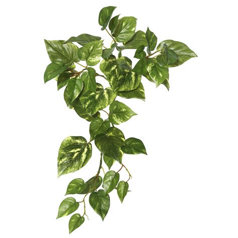 Ebern Designs Hanging Pothos Bush And Reviews Wayfair