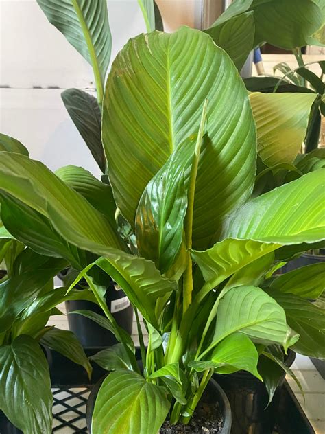 winter care tips  indoor plants essential guide  keeping