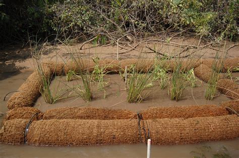 Coir Logs What Are ‘coir Logs And Why They Are Showing Up Along Lake