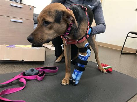 dog prosthetics      procedure gtst