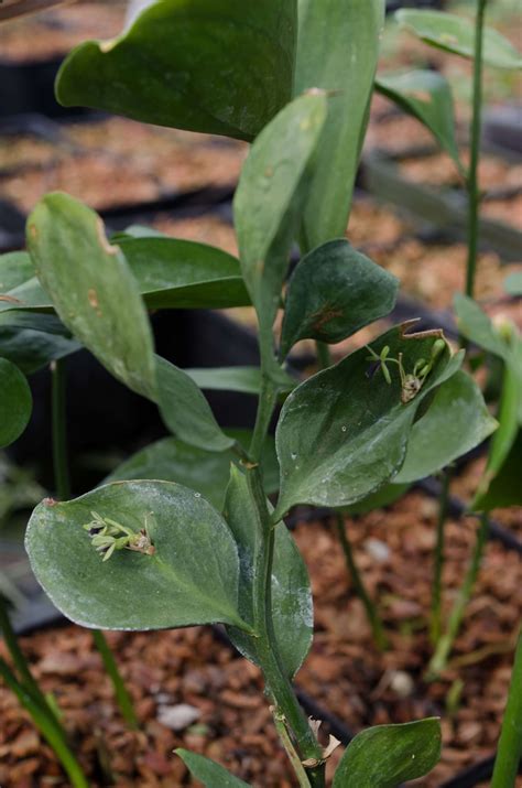 Ruscus x microglossus – Secret Garden Growers