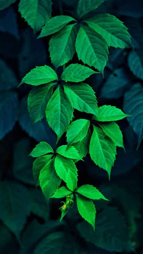 Green Leaves Green Leaf Wallpaper Leaves Wallpaper Iphone Beautiful