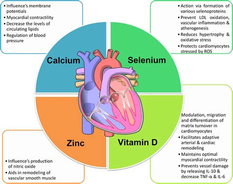 Vitamin D And Calcium In Arteries at Benjamin Hutchison blog