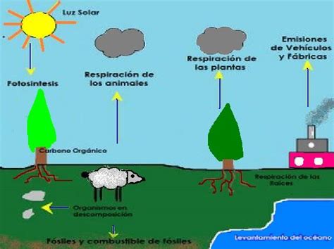 Ciclos De La Naturaleza Ciclo Del Carbono