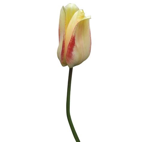 Pink And Yellow Tulip Flower 23254788 PNG